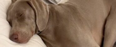 Il cane pretende di dormire sul cuscino del suo proprietario