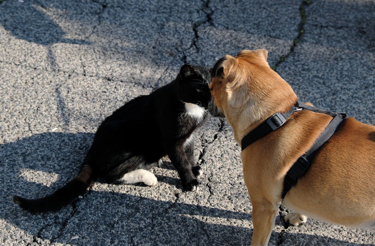 vita gatto cane