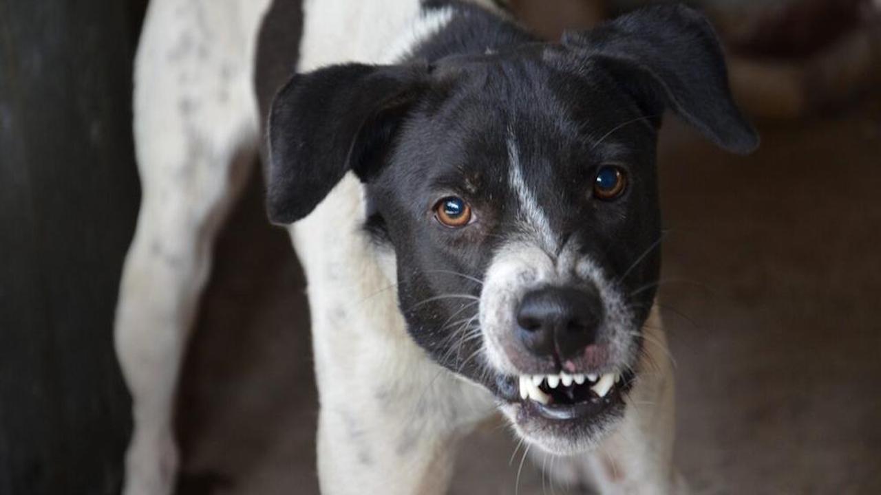 cane mordere segnali