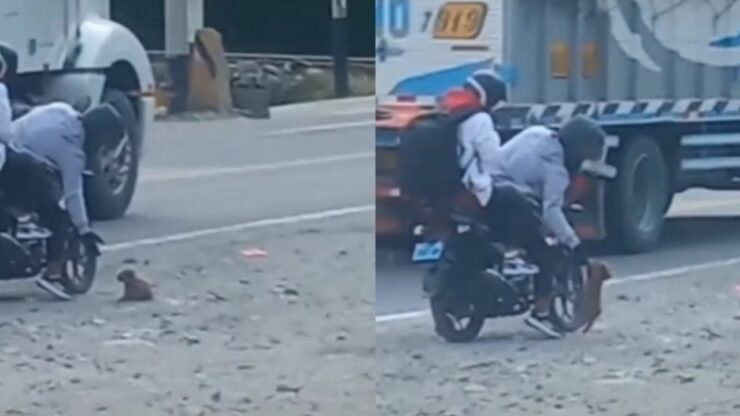 Motociclista si ferma e salva un cane randagio in difficoltà. La scena è tenerissima