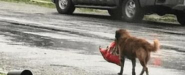 cane randagio trova un borsone pesante in una discarica