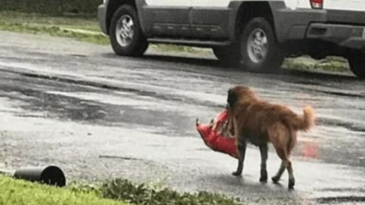 cane randagio trova un borsone pesante in una discarica