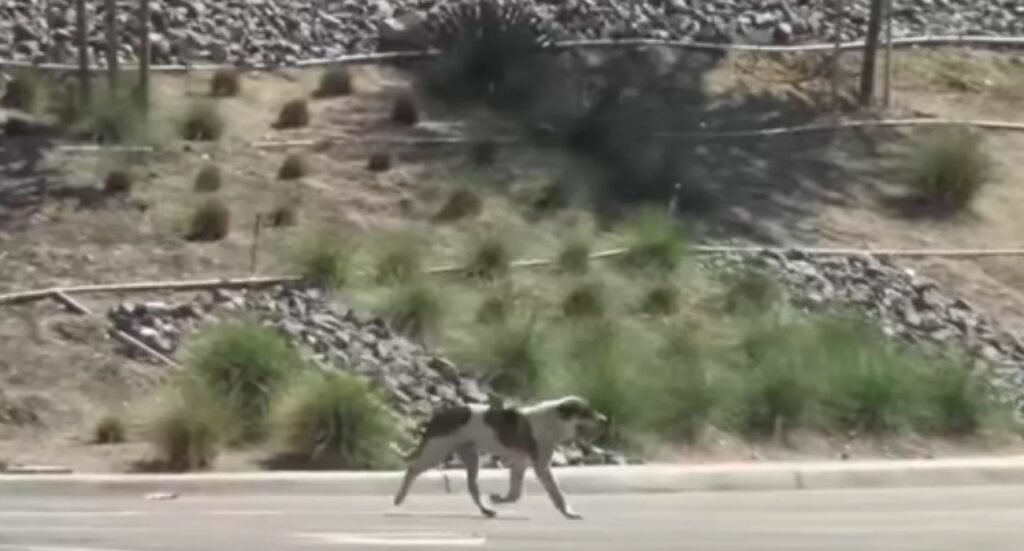 Cane seduto in un cespuglio in autostrade