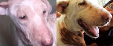 Pinky, il cane stanco di vivere che si è trasformato