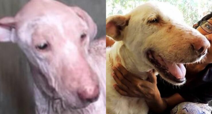 Pinky, il cane stanco di vivere che si è trasformato