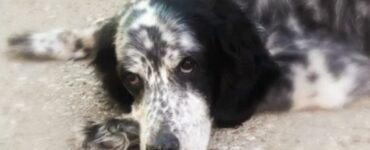 Cane strappato all'eutanasia, vivo per miracolo