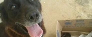 Un cane ha trovato qualcosa di insolito nella spazzatura