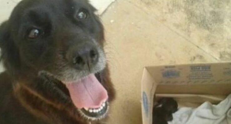 Un cane ha trovato qualcosa di insolito nella spazzatura