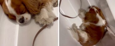 Cane si addormenta nella vasca mentre i proprietari gli lavano le zampette