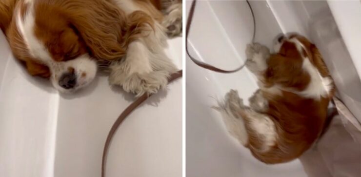 Cane si addormenta nella vasca mentre i proprietari gli lavano le zampette
