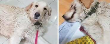 La storia di Bobby, il cane che ha conosciuto le persone sbagliate