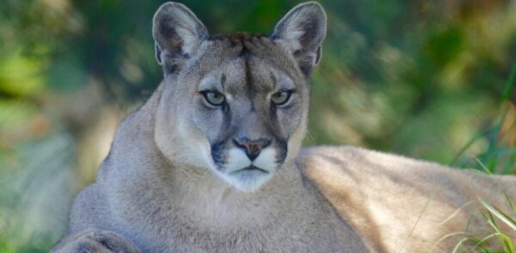 Il cane protegge la sua famiglia da un pericoloso puma che è apparso in giardino