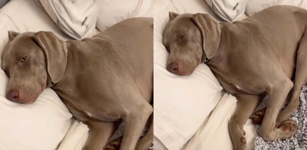 Il cane pretende di dormire sul cuscino del suo proprietario