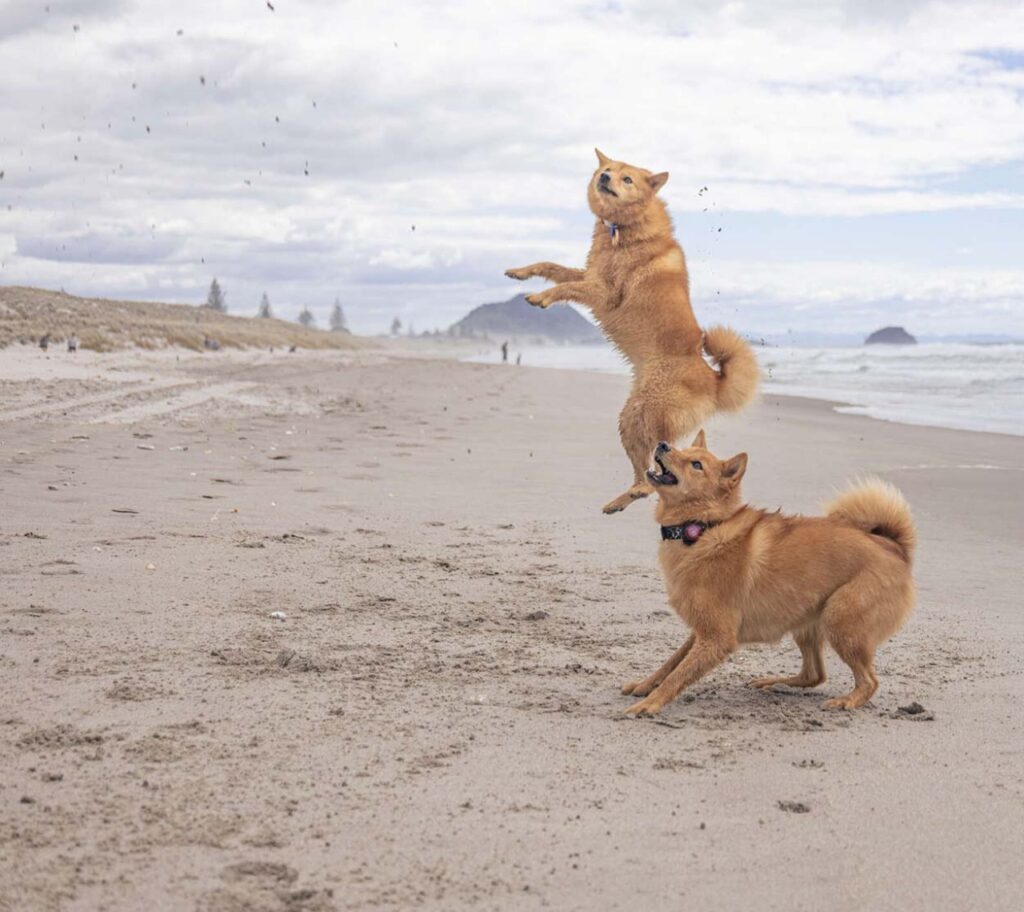 cane salta dalla gioia in spiaggia