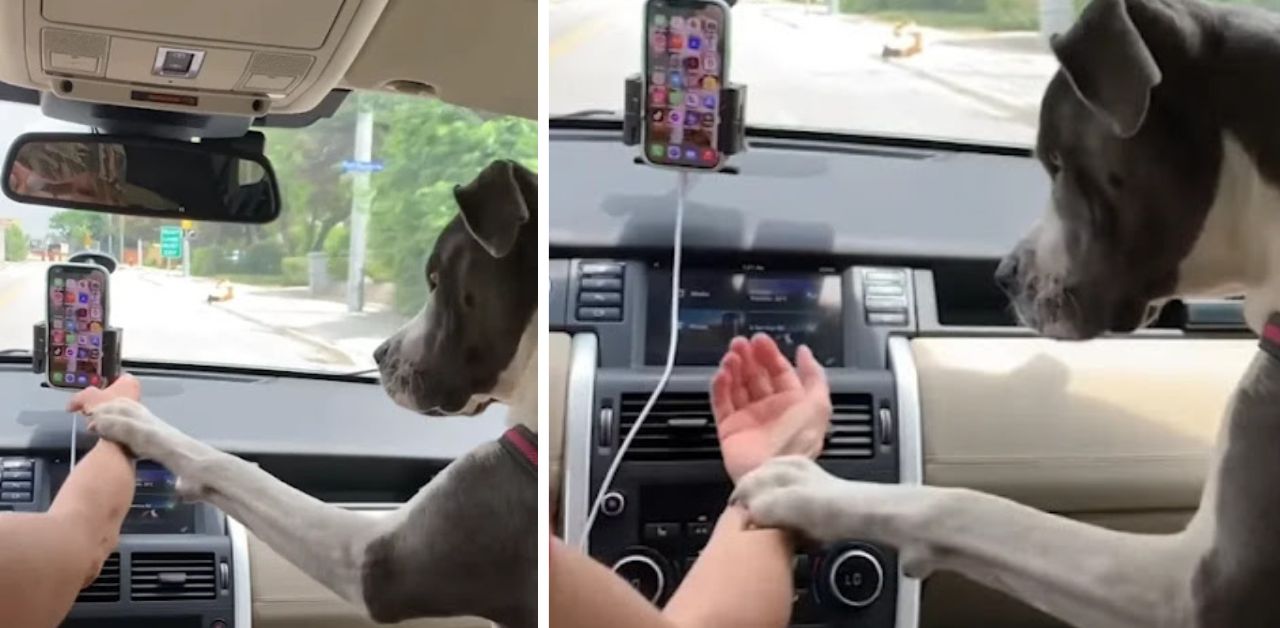 Il cane si arrabbia con il suo umano ogni volta che usa il cellulare alla guida