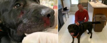 La storia di Max, il cane a cui hanno sparato con il fucile in faccia