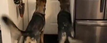I due cani erano ansiosi di vedere la madre, ma lei aveva una sorpresa per loro