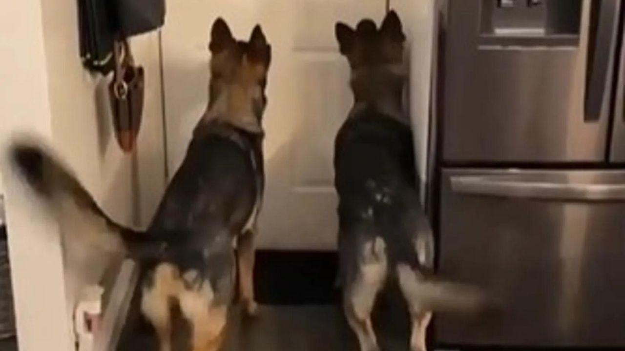 I due cani erano ansiosi di vedere la madre, ma lei aveva una sorpresa per loro
