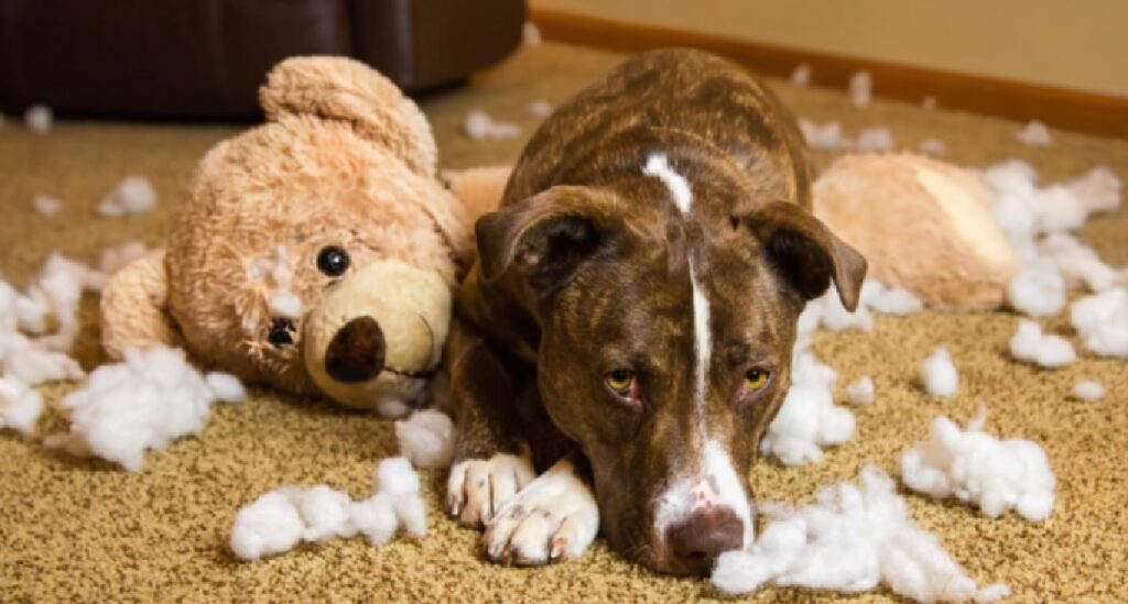 cane distruggono giocattoli
