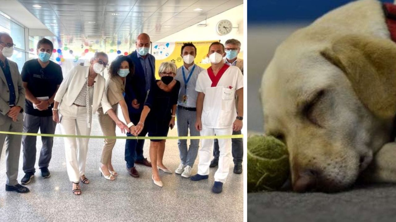 L'ospedale dove i pazienti possono abbracciare i loro cani