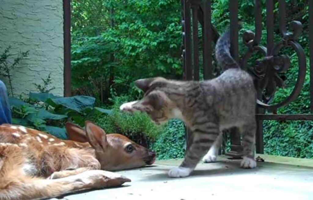 gattino e cerbiatto