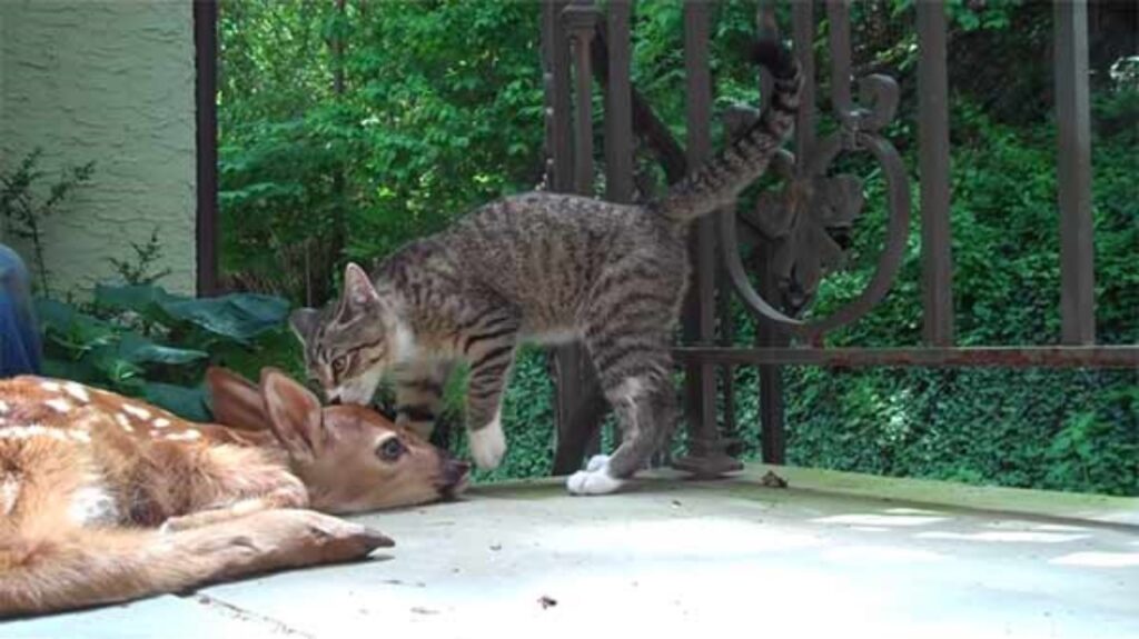 gatto lecca cerbiatto smarrito