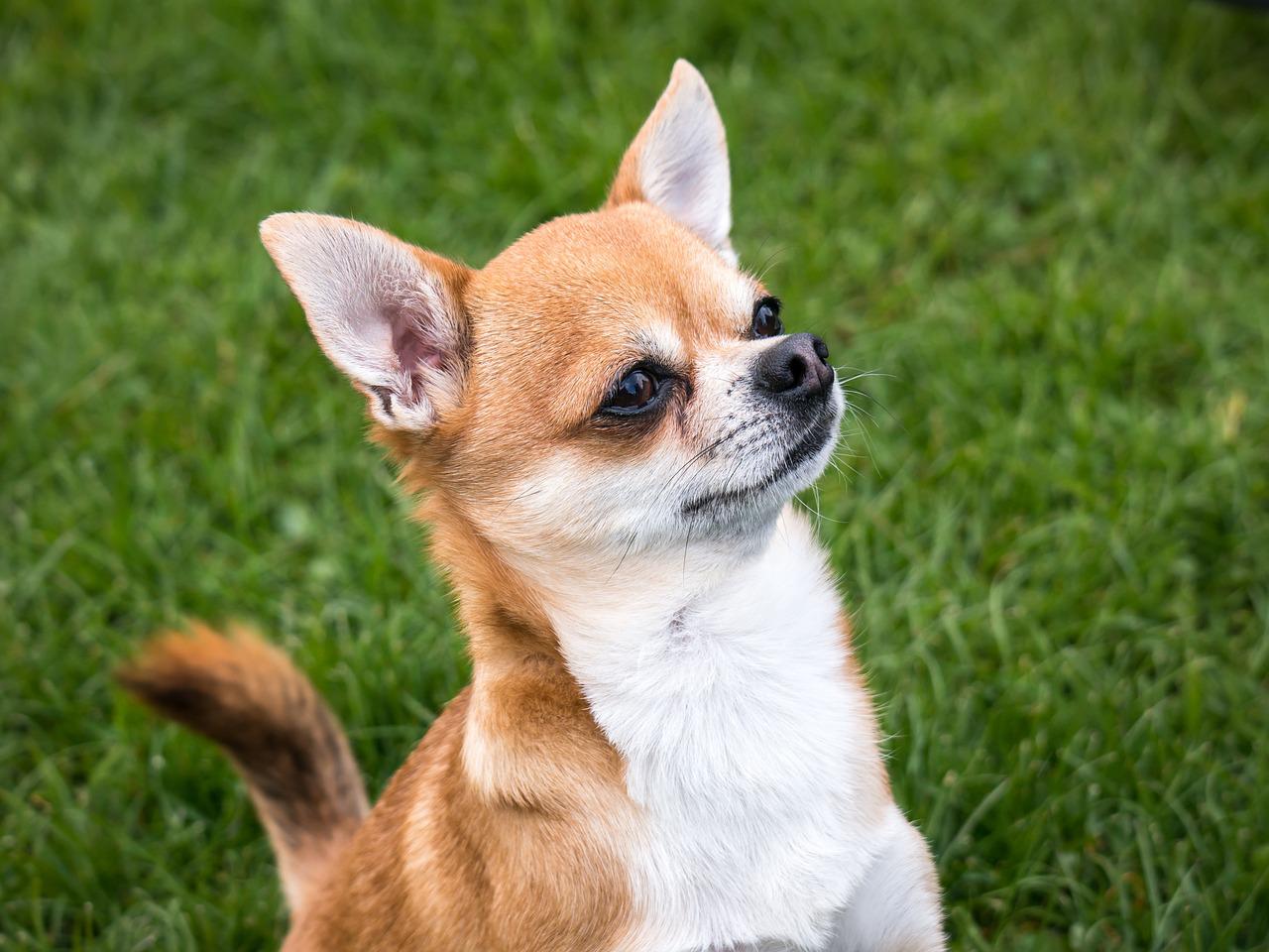 tipi Chihuahua