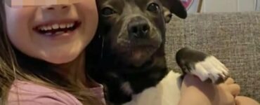 La storia di Lady, il cane che ha perso la vita per salvare la sua famiglia