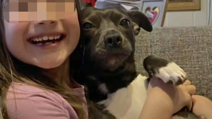 La storia di Lady, il cane che ha perso la vita per salvare la sua famiglia