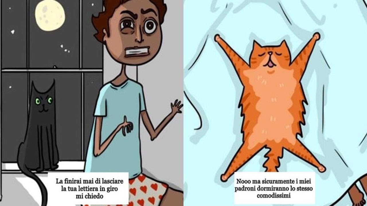 10 cose strane che ogni proprietario di gatti ha fatto almeno una