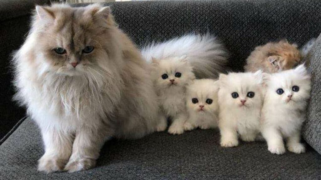 gattini bianchi