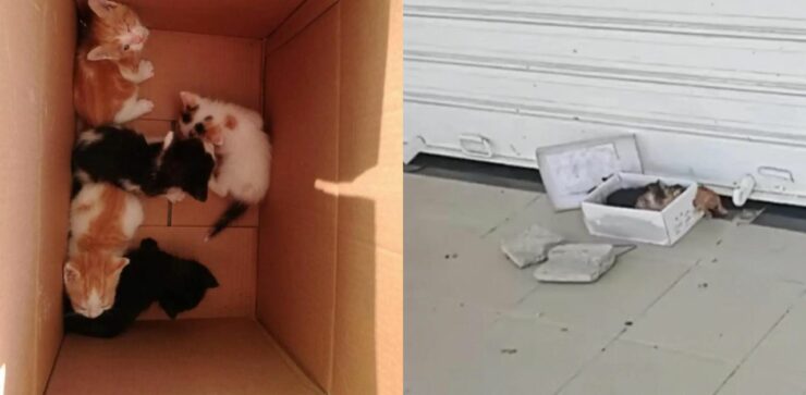 Abbandona dei cuccioli di gatto di fronte lo studio veterinario con un biglietto: "non posso occuparmene"