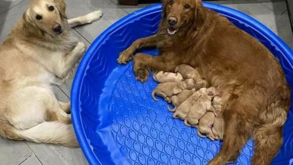 mamma e papà golden retriever