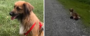 Cane randagio cerca aiuto per non far morire i suoi cuccioli distrutti