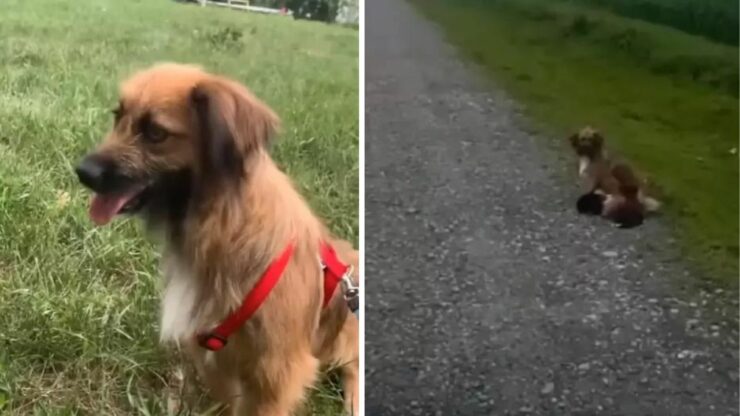 Cane randagio cerca aiuto per non far morire i suoi cuccioli distrutti