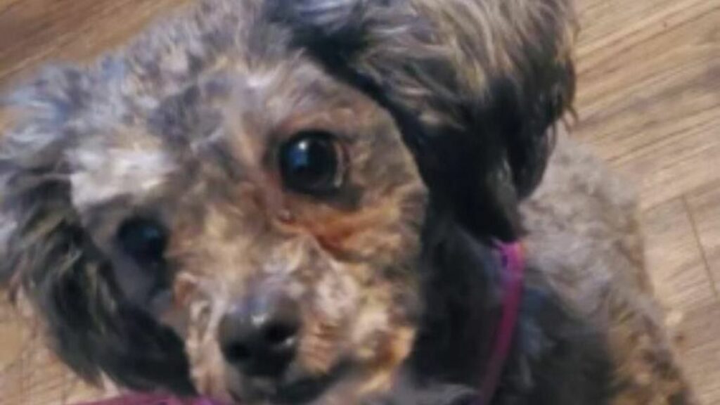 Dopo che la donna ha perso il suo cane, decide di adottare Stitch, un cucciolo in stato di abbandono. La trasformazione è sorprendente