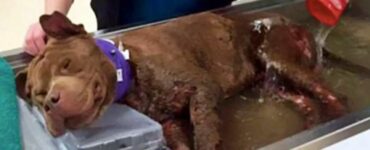 Cucciolo di cane ferito, salvato dai combattimenti, riceve il suo primo bagnetto