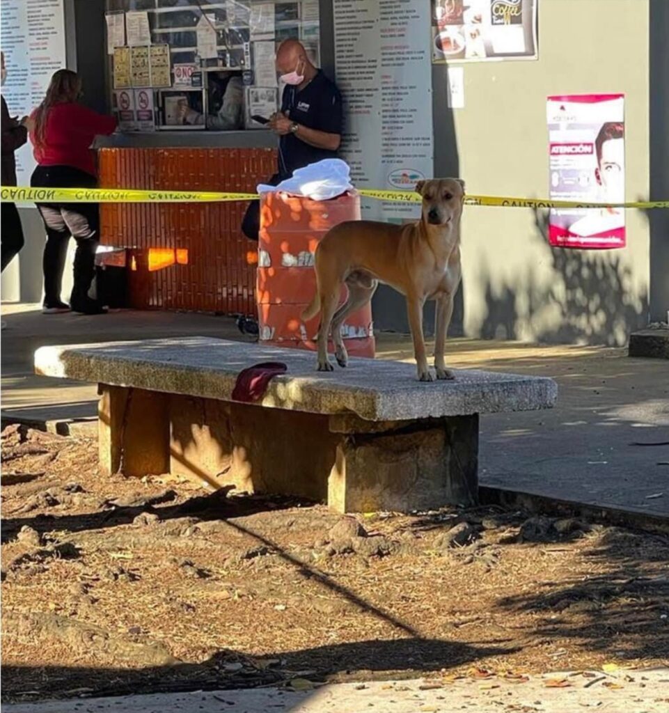 cucciolo attende sulla panchina il ritorno del proprietario