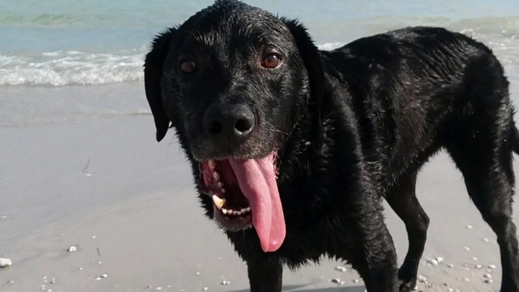 cucciolo stanco in spiaggia