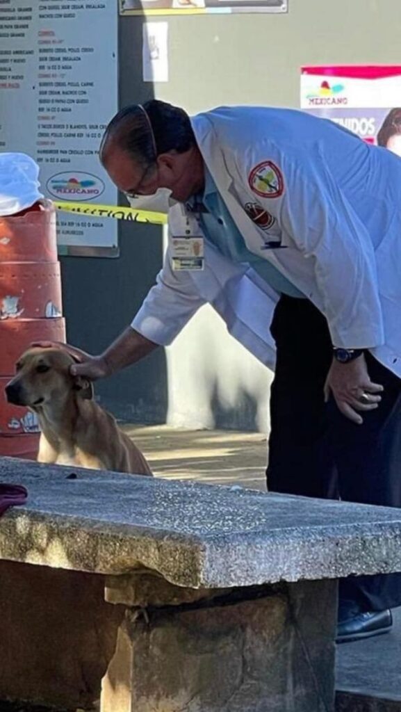 cucciolo consolato dal nuovo proprietario