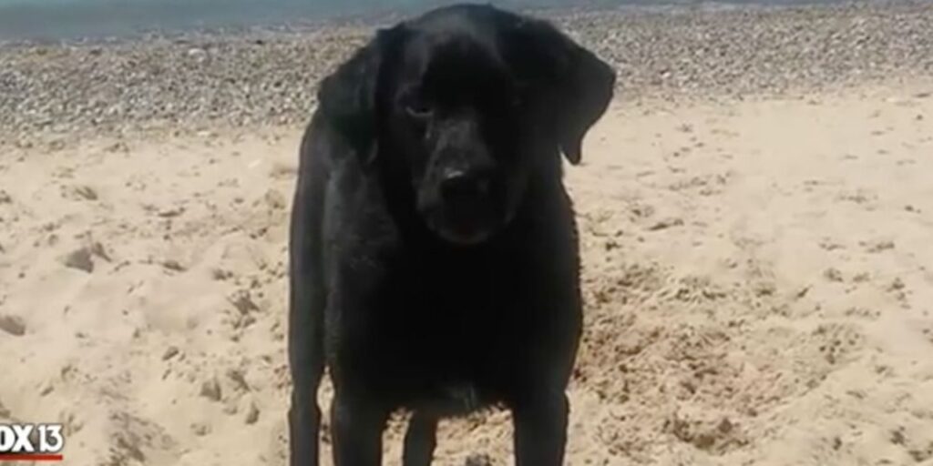 il cucciolo di Chris da piccolo in spiaggia