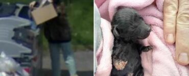 La storia di un cucciolo di cane abbandonato in un cassonetto a causa della sua zampa malformata