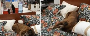 Entra in un negozio e si addormenta sul letto: cucciolo randagio dolcissimo commuove il web