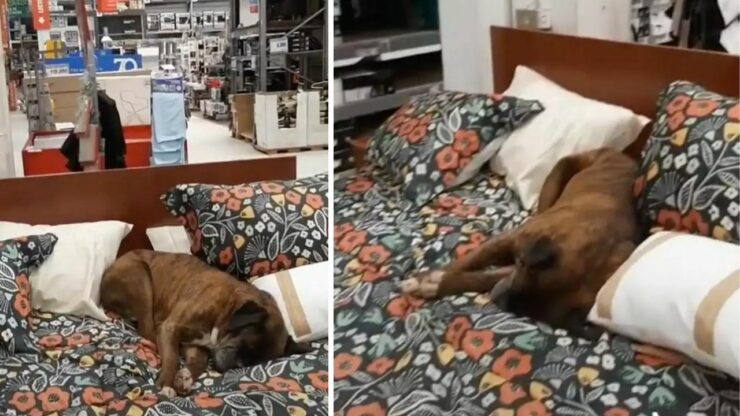 Entra in un negozio e si addormenta sul letto: cucciolo randagio dolcissimo commuove il web