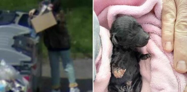 La storia di un cucciolo di cane abbandonato in un cassonetto a causa della sua zampa malformata