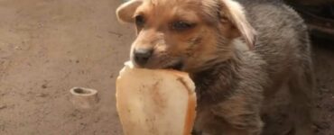 cucciolo con fetta di pane