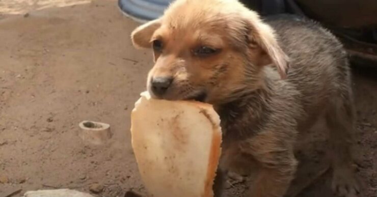 cucciolo con fetta di pane