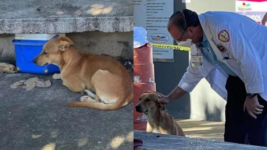 cucciolo rimane nei pressi della panchina su cui è morto il suo proprietario