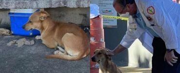 cucciolo rimane nei pressi della panchina su cui è morto il suo proprietario