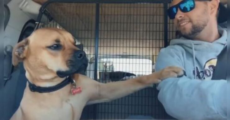 cane e padrone su furgone